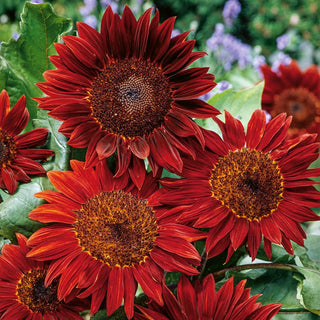 Tournesol Red Sun - Facile à cultiver, idéal pour la fleur coupée - Helianthus annuus - Grand sachet - 1 kg