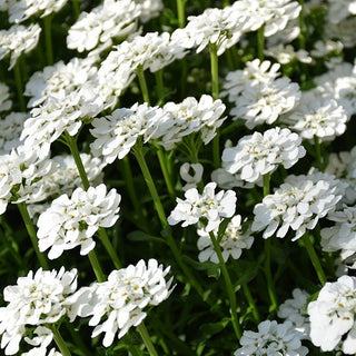 Hyacinth Flowered Candytuft White - Forms Lush and Long-Blooming Carpets - Iberis amara hyacinthiflora - Premium Seeds