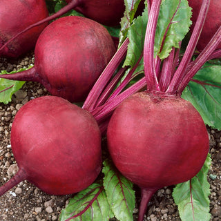 Betterave Jawor - Qualité appréciée par les jardiniers - 100 g