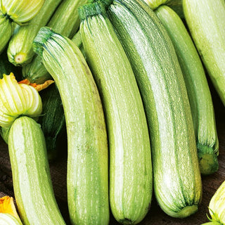 Courgette - Bianca di Trieste - Croissance rapide, vert clair et exceptionnellement savoureuse - Grand sachet - 100 g