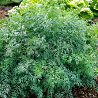 Aneth Monarch - Grandes feuilles vert foncé - 500 g