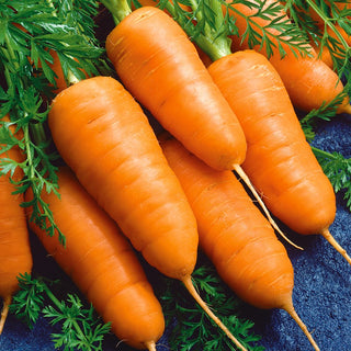 Carrot Katrin - Tasty, Healthy and Easy to Grow - Premium Seeds