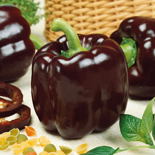 Sweet Pepper Ingrid - Exceptional Sweetness with a Chocolate Hue - Premium Seeds