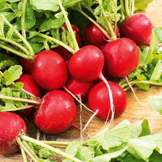 Radish Carmesa - Crack-Resistant, Rich in Vitamins - Premium Seeds