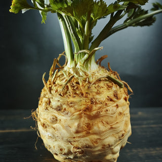 Céleri rave - Dolvi - Grosses racines lisses, saveur légèrement sucrée - Apium graveolens var. rapaceum