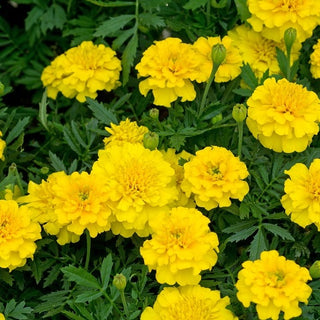 Œillet d'Inde - Honey Moon - Accent solaire pour massifs - Tagetes patula