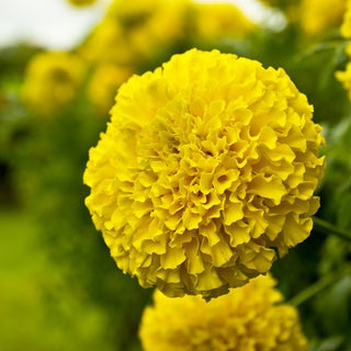 Rose d'Inde Nain - Calando Jaune - Floraison tout l’été - Tagetes erecta