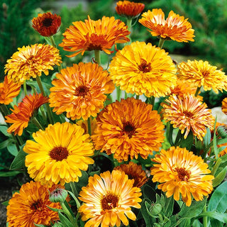 Pot Marigold Deja Vu Mix - Beautiful and Unique Flowers, Exceptionally Pretty on Any Border - Calendula officinalis - Premium Seeds