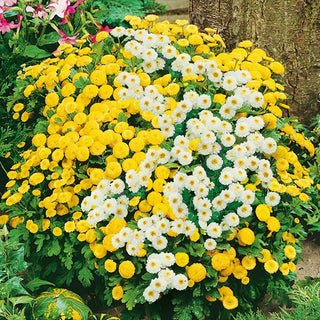 Feverfew Mixed - Dense Carpet Full of Beautiful Flowers - Chrysanthemum parthenium - Premium Seeds