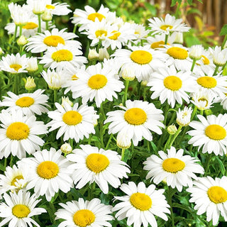 Single-Flowered Oxeye Daisy White - Explosion of Colour and Elegance - Chrysanthemum leucanthemum - Premium Seeds