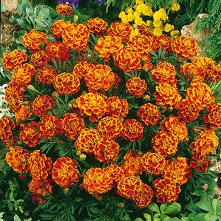 French Marigold Bonita Bolero - Long and Abundant Blooming from Summer to Autumn - Tagetes patula - Premium Seeds