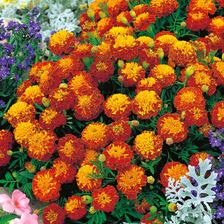 French Marigold Harmony - Bi-Coloured Flowers, Long Blooming Period, Perfect for Gardens and Containers - Tagetes patula - Premium Seeds