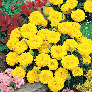 French Marigold Petite Yellow - Lemon-Yellow Flowers, Ideal for Borders and Balcony Boxes - Tagetes patula - Premium Seeds