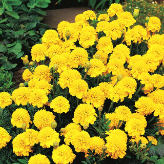 French Marigold Boy Yellow - Extremely Beautiful Lemon-Yellow Flowers - Tagetes patula - Premium Seeds
