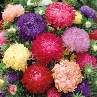 Aster Duchesse Mix - Fabulous Flowers that Brighten Any Border - Callistephus chinensis - Premium Seeds