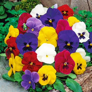 Pansy Swiss Giant Mixed - Multicoloured, Velvety Flowers, Hardy and Easy to Grow - Viola ×wittrockiana - Premium Seeds