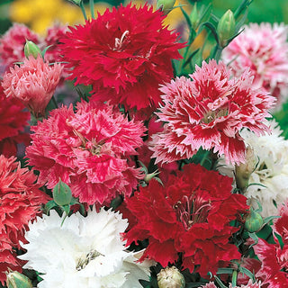 China Pink Dianthus Double Mixed - Full Flowers in Various Colours, Ideal for Borders and Containers - Dianthus chinensis - Premium Seeds