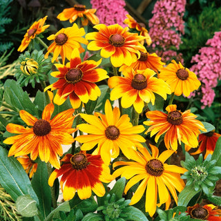 Dwarf Rudbeckia Toto Mixed - Long Blooming Period, Warm Colours, Ideal for Borders - Rudbeckia hirta - Premium Seeds