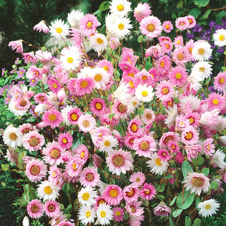 Mangles Everlasting Mixed - Retains Intense Colours for Long, Perfect for Borders and Dry Bouquets - Helipterum manglesii - Premium Seeds
