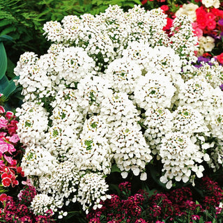 Wild Candytuft - Fast-Growing, Abundant Flowering, Ideal for Dry Conditions - Iberis amara - Premium Seeds