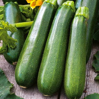 Courgette Nefertiti - Productive Résistante Abondante - 100 g