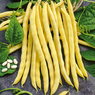 Haricot à rames - Neckargold - Convient à tous les jardins - Sachet géant - 500 g