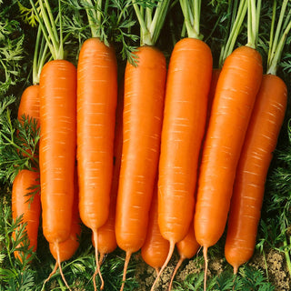 Carrot Nantaise 2 - Early, Durable and Ideal for Summer and Autumn Harvest - Premium Seeds