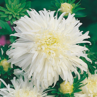 Aster Ostrich Feather White - Stunningly Beautiful and Majestic - Callistephus chinensis - Premium Seeds