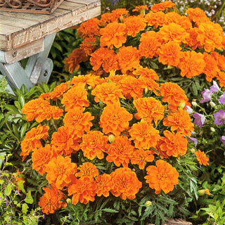 Dwarf French Marigold Tangerine - Explosion of Orange Energy in Your Garden - Tagetes patula nana - Premium Seeds