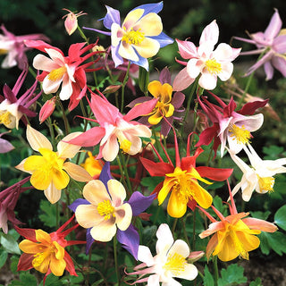 Columbine Scott Elliott's Mixed - Flowering All Summer, Easy to Grow, Frost-Resistant - Aquilegia caerulea - Premium Seeds
