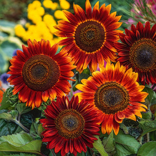 Turnesol Evening Sun - Couleurs chaudes, parfait pour la coupe - Helianthus annuus - Grand sachet - 100 g