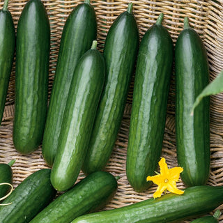 Cucumber Twenty F1 - Excellent Salad Variety, for Tunnels and Greenhouses - Premium Seeds