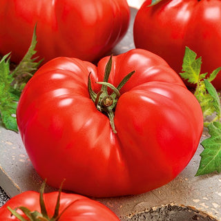 Tomate - Gigant - Fruits énormes, incroyablement charnus et sucrés