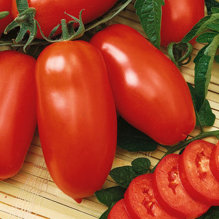 Tomato Zyska - Unique Flavour and Aroma, Super Productive, Ideal for Preserves - Premium Seeds