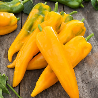 Sweet Pepper Ornela - Early, Disease-Resistant, Unique Flavour - Premium Seeds