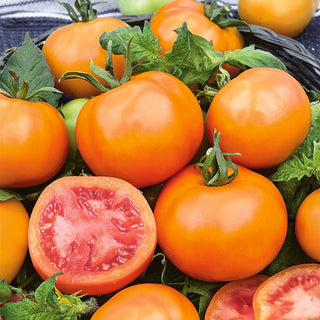 Tomato Zlatava - Intensely Orange, Very Tasty - Premium Seeds