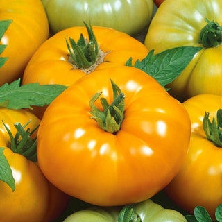 Tomato Yellowstone - Very Tasty and Aromatic Fruits, Easy to Grow - Premium Seeds