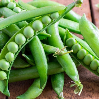 Pois Mangetout Premium - Rendement fiable