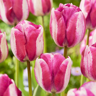 Tulipe - Hotpants - Tulipa - Couleurs originales, grand effet - 5 bulbes