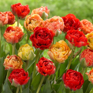 Tulipe - Double Gudoshnik - Tulipa - Fleurs pleines et décoratives - 5 bulbes