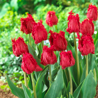 Tulipe - Barbados - Tulipa - Accent aromatique parmi les fleurs - 5 bulbes