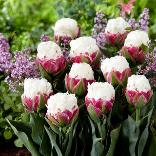 Tulipe - Ice Cream - Tulipa - Succès printanier fleurs doubles - 5 bulbes