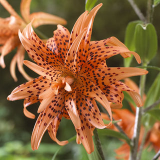 Lys asiatique double - Tigrinum - Lilium - Fleurs orange intense