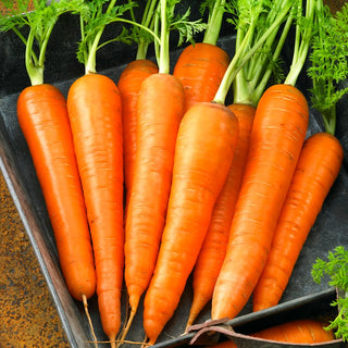 Carrot Blanka - Late, Very Productive and Tasty, Great for Preserves - Premium Seeds