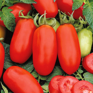 Tomato S. Marzano 3 - Extra Productivity and Exceptional Aroma - Premium Seeds