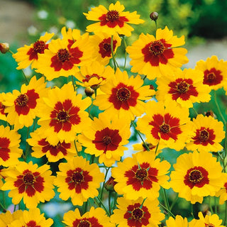Coreopsis Bicolor - Exceptionally Pretty, for Naturalistic Borders - Coreopsis tinctoria - Premium Seeds
