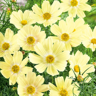 Cosmos Sunset Yellow - Exceptionally Pretty, Yellow Flowers for Any Border - Cosmos bipinnatus - Premium Seeds