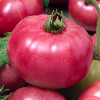 Tomato Raspberry Ożarowski - Exceptional Taste, Abundant Yields - Premium Seeds