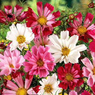 Cosmos Sea Shell - Fabulous Pink Shades, Ideal for Naturalistic Gardens - Cosmos bipinnatus - Premium Seeds