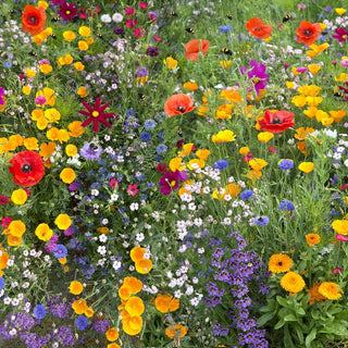 Bee Friendly - Plantes Mellifères Mélange - Soutenez les abeilles dans votre jardin - Grand sachet - 100 g - Graines Premium